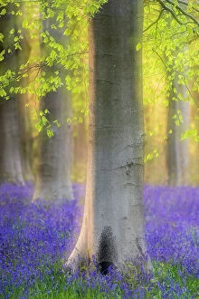 Cool Coloured Woodlands Collection: Beech trees (Fagus sylvatica) and English bluebells (Hyacinthoides non-scripta) soft focus