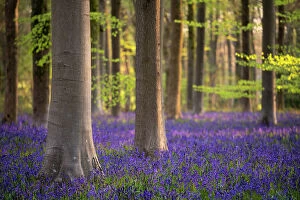 Cool Coloured Woodlands Collection: Beech trees (Fagus sylvatica) and English bluebells (Hyacinthoides non-scripta). Early morning light