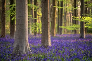 Asparagaceae Prints: Beech trees (Fagus sylvatica) and English bluebells (Hyacinthoides non-scripta)
