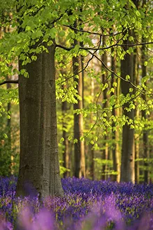 Asparagaceae Prints: Beech trees (Fagus sylvatica) and english bluebells (Hyacinthoides non-scripta)