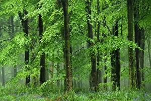Beech trees (Fagus sylvatica) in heavy rain. Dorset, UK, May 2011