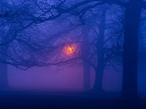Beech trees (Fagus sylvatica) at night in winter, with lamp post illuminating the woodland