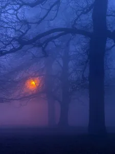 Artifical Light Gallery: Beech trees (Fagus sylvatica) at night in winter, with lamp post illuminating the woodland