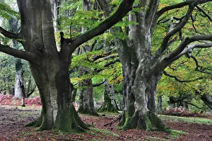 Twists Prints: Beech trees (Fagus sylvatica) in woodland