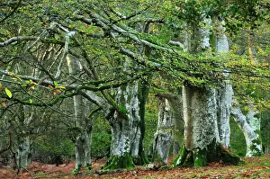 Ancient Prints: Beech trees (Fagus sylvatica) in woodland
