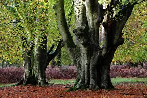 Hampshire Prints: Beech trees (Fagus sylvatica) in woodland