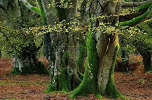 Beech trees (Fagus sylvatica) in woodland, Bolderwood Ornamental Drive, New Forest National Park, Hampshire, November