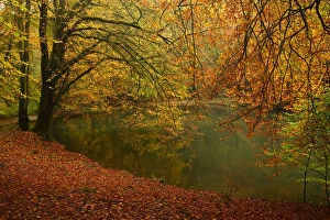 Autumn Gallery: Beech trees (Fagus sylvaticus) and pond in autumn, Waggoners Wells, Surrey, England, UK, October