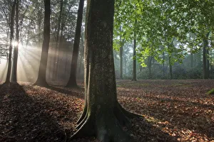 Bernard Castelein Gallery: Beech wood (Fagus sylvatica) Peerdsbos, Brasschaat, Belgium