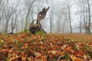 Beech woodland, Bolderwood, New Forest National Park, Hampshire, England, UK, November