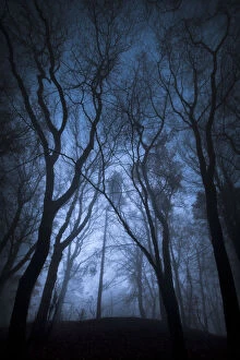 Beech woodland in dense fog. Derbyshire, UK, November