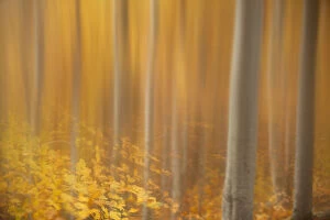 Orange Collection: Beech woodland (Fagus sylvatica) in autumn, Rothiemurchus, Cairngorms National Park