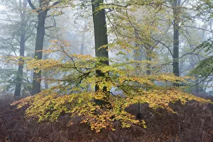 Bernard Castelein Collection: Beech woodland (Fagus sylvatica) Peerdsbos, Brasschaat, Belgium, November