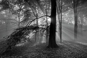 Light Ray Prints: Beech woodland (Fagus sylvatica) with sun rays shining through