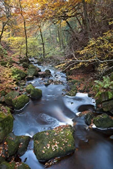 Beech woodland surrounding Burbage Brook. Padley Gorge, Peak District National Park, UK