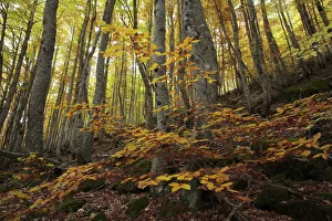 Dicotyledons Prints: Beechwood in Ordesa y Monte Perdido National Park in the Pyrenees, Huesca, Spain