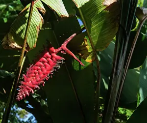Heliconia Prints: Beefsteak heliconia (Heliconia mariae) inflorecense in a garden, Dominica, Lesser Antilles