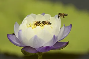 Bees in a water lily at a Roadside Billabong on the road to Port Stewart from Running