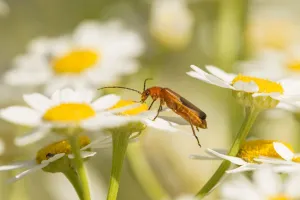 Leucanthemum Prints: Beetle, (Rhagonycha fulva), feeding on oxeye daisy flower, Scotland, UK, July