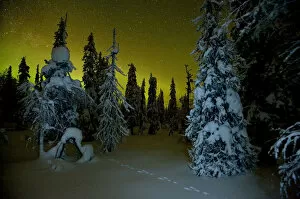 Beginnings of the Northern lights in night sky in winter with conifer trees laden with snow