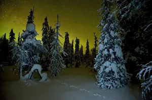 Tracks Prints: Beginnings of the Northern lights in night sky in winter with conifer trees laden with snow