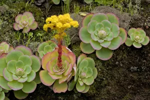 Bejeque (Aeonium / Greenovia diplocyla) in flower, La Palma, Canary Islands, Spain