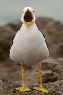 Mark Bowler Prints: Belchers / Peruvian band-tailed gull (Larus belcheri) calling, Paracas National Reserve
