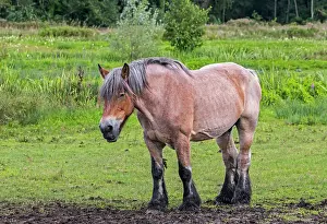 Pastures Prints: Belgian draught horse in pasture