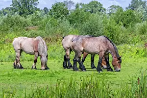 Grazing Prints: Three Belgian draught horses grazing in pasture