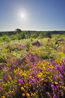 Bell heather (Erica cinerea) in bloom on lowland heathland, Caesars Camp, Aldershot
