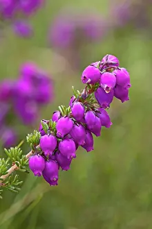 Ericales Prints: Bell heather (Erica cinerea) in flower, Cornwall, England, UK. August. Focus stacked