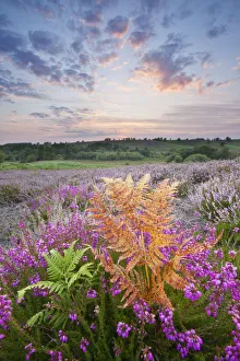 Purple Prints: Bell heather (Erica cinerea) flowering on Rockford Common, New Forest National Park