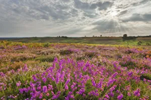 Bell heather (Erica cinerea) flowering on Vereley Hill, Burley, New Forest National Park