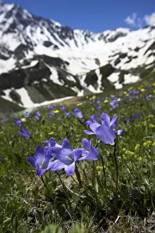 Images Dated 25th June 2008: Bellflowers (Campanula sp) with Lake Donguzorun and Donguzorumn mountains behind