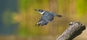 Belted kingfisher (Ceryle alcyon) female taking flight from perch, Lansing, New York, USA