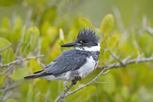 Images Dated 7th March 2012: Belted Kingfisher (Megaceryle alcyon), adult male, Merritt Island National Wildlife Refuge