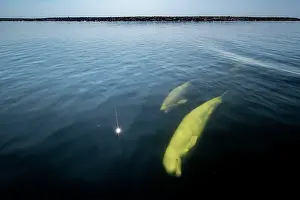 Elevated View Prints: Beluga whale (Delphinapterus leucas) and calf swimming just under the surface
