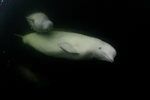Arctic Ocean Prints: Beluga whale (Delphinapterus leucas) female and calf underwater, Hudson Bay, Canada