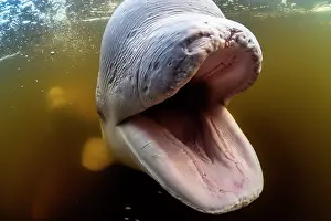 Humorous Prints: Beluga whale (Delphinapterus leucas) with mouth open