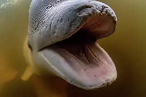 Canada Prints: Beluga whale (Delphinapterus leucas) with mouth open