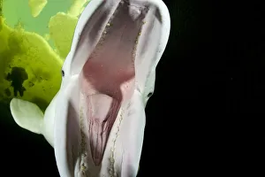 Beaks Prints: Beluga whale (Delphinapterus leucas) play biting camera, Arctic circle Dive Center