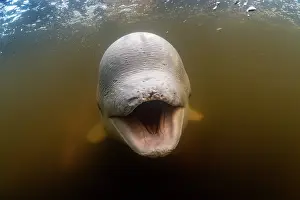 Canada Prints: Beluga whale (Delphinapterus leucas) playfully opening mouth