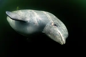 Arctic Ocean Prints: Beluga whale (Delphinapterus leucas) portrait, Hudson Bay, Manitoba, Canada