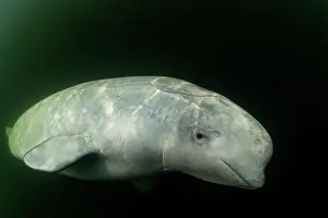 Arctic Ocean Prints: Beluga whale (Delphinapterus leucas) portrait, Hudson Bay, Manitoba, Canada