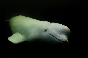 Arctic Ocean Prints: Beluga whale (Delphinapterus leucas) portrait, Hudson Bay, Canada