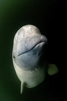 Arctic Ocean Prints: Beluga whale (Delphinapterus leucas) portrait, Hudson Bay, Manitoba, Canada