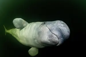 Arctic Ocean Prints: Beluga whale (Delphinapterus leucas) portrait, Hudson Bay, Manitoba, Canada