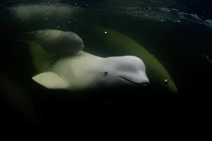 Canada Prints: Beluga whale (Delphinapterus leucas) and small calf swimming in the Churchill River