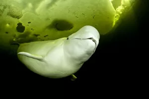 Arctic Gallery: Beluga whale (Delphinapterus leucas) swimming under ice, Arctic circle Dive Center