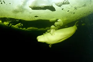 Breathing Prints: Beluga whale (Delphinapterus leucas) swimming under ice and exhaling air